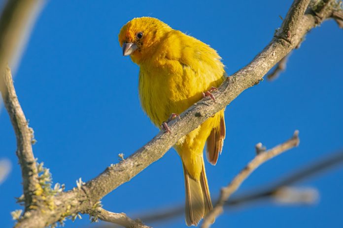 Hancock Bird